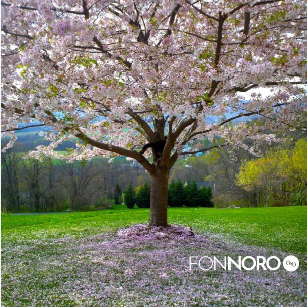 Como afecta la primavera